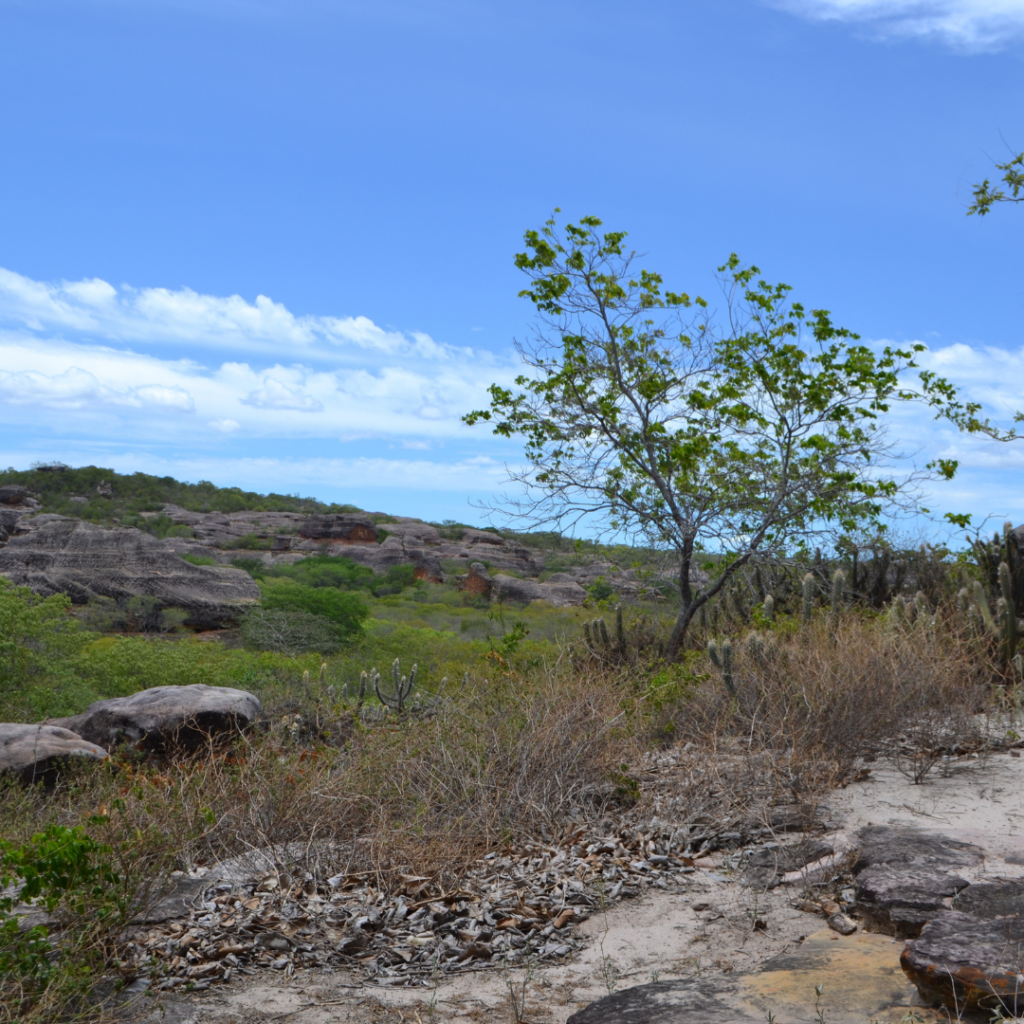 Caatinga: O bioma exclusivamente brasileiro